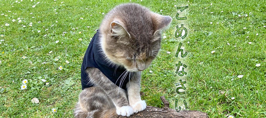 11月10日臨時休業のお知らせ